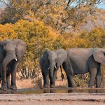 Kruger National Park, South Africa