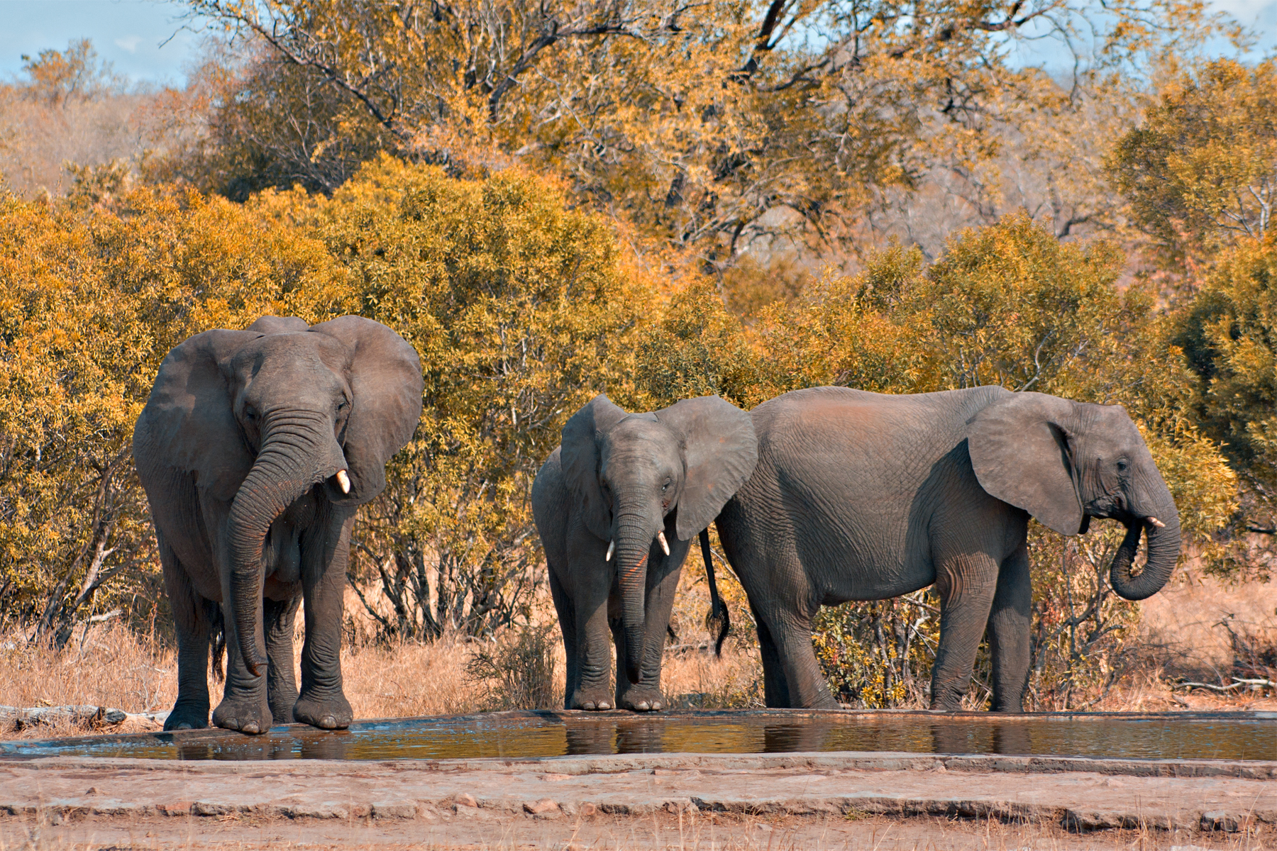 Kruger National Park, South Africa