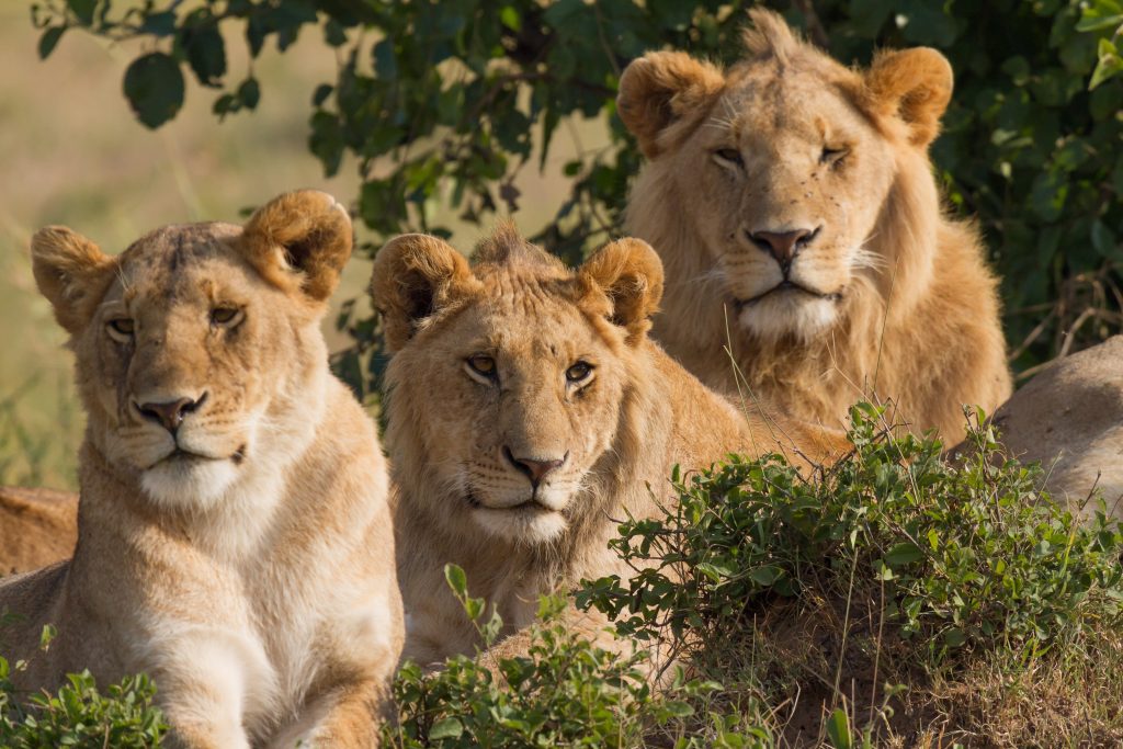 The Maasai Mara