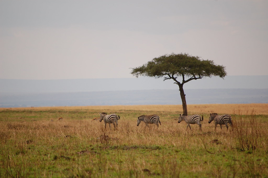 The Maasai Mara